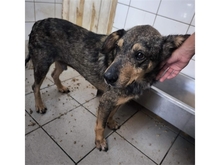 BEELO, Hund, Mischlingshund in Rumänien - Bild 2