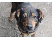 BEELO, Hund, Mischlingshund in Rumänien - Bild 4