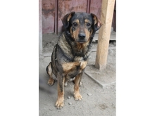 BEELO, Hund, Mischlingshund in Rumänien - Bild 5