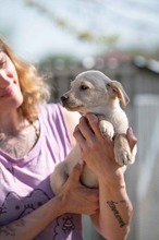 VINCE, Hund, Mischlingshund in Ungarn - Bild 2