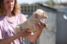 VINCE, Hund, Mischlingshund in Ungarn - Bild 3