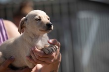 VINCE, Hund, Mischlingshund in Ungarn - Bild 5