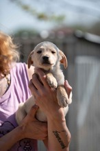 VINCE, Hund, Mischlingshund in Ungarn - Bild 6