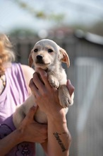 VINCE, Hund, Mischlingshund in Ungarn - Bild 7