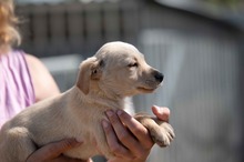 VINCE, Hund, Mischlingshund in Ungarn - Bild 8