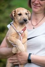 LUNARA, Hund, Schnauzer-Terrier-Mix in Ungarn - Bild 1