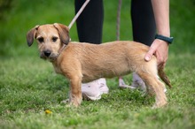 LUNARA, Hund, Schnauzer-Terrier-Mix in Ungarn - Bild 12