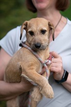 LUNARA, Hund, Schnauzer-Terrier-Mix in Ungarn - Bild 13