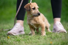 LUNARA, Hund, Schnauzer-Terrier-Mix in Ungarn - Bild 2