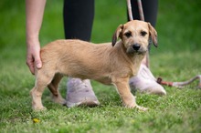 LUNARA, Hund, Schnauzer-Terrier-Mix in Ungarn - Bild 3