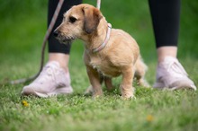 LUNARA, Hund, Schnauzer-Terrier-Mix in Ungarn - Bild 4