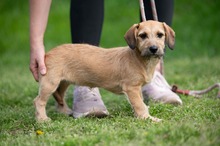 LUNARA, Hund, Schnauzer-Terrier-Mix in Ungarn - Bild 6