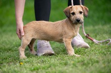LUNARA, Hund, Schnauzer-Terrier-Mix in Ungarn - Bild 7