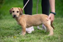 LUNARA, Hund, Schnauzer-Terrier-Mix in Ungarn - Bild 8