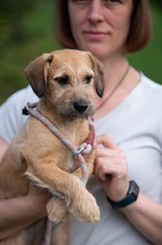 LUNARA, Hund, Schnauzer-Terrier-Mix in Ungarn - Bild 9