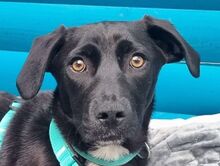MONA, Hund, Mischlingshund in Rösrath - Bild 1
