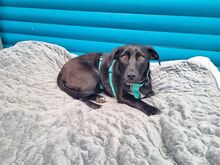 MONA, Hund, Mischlingshund in Rösrath - Bild 2