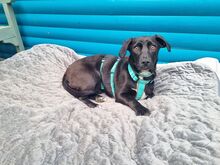 MONA, Hund, Mischlingshund in Rösrath - Bild 3