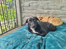 MONA, Hund, Mischlingshund in Rösrath - Bild 4