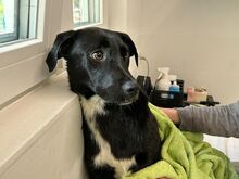 MONA, Hund, Mischlingshund in Rösrath - Bild 6