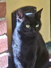 ALI, Katze, Europäisch Kurzhaar in Bramsche - Bild 2