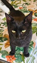ALI, Katze, Europäisch Kurzhaar in Bramsche - Bild 3