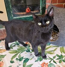 ALI, Katze, Europäisch Kurzhaar in Bramsche - Bild 4