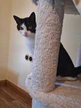 SASSY, Katze, Europäisch Kurzhaar in Bramsche - Bild 2
