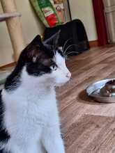 SASSY, Katze, Europäisch Kurzhaar in Bramsche - Bild 3
