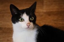 SASSY, Katze, Europäisch Kurzhaar in Bramsche - Bild 4
