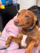 TRONCO, Hund, Podenco in Spanien - Bild 1