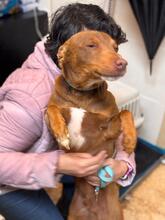 TRONCO, Hund, Podenco in Spanien - Bild 2