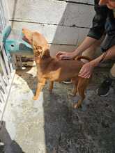 TRONCO, Hund, Podenco in Spanien - Bild 4