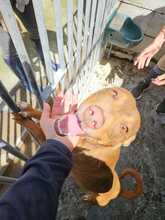 TRONCO, Hund, Podenco in Spanien - Bild 5