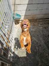 TRONCO, Hund, Podenco in Spanien - Bild 6