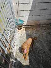 TRONCO, Hund, Podenco in Spanien - Bild 7