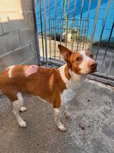 IGOR, Hund, Podenco in Spanien - Bild 2