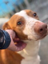 IGOR, Hund, Podenco in Spanien - Bild 3