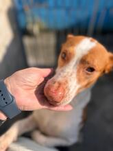 IGOR, Hund, Podenco in Spanien - Bild 5