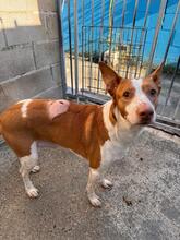 IGOR, Hund, Podenco in Spanien - Bild 6