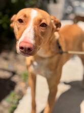 BALI, Hund, Podenco in Spanien - Bild 1