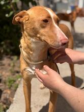 BALI, Hund, Podenco in Spanien - Bild 2