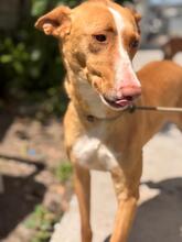 BALI, Hund, Podenco in Spanien - Bild 3