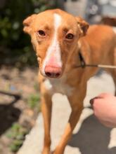 BALI, Hund, Podenco in Spanien - Bild 4