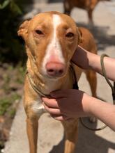 BALI, Hund, Podenco in Spanien - Bild 5