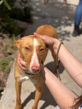 BALI, Hund, Podenco in Spanien - Bild 6