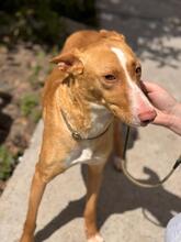 BALI, Hund, Podenco in Spanien - Bild 7