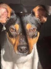 GRILLO, Hund, Bodeguero Andaluz-Mix in Spanien - Bild 1