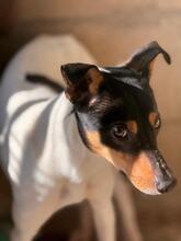 GRILLO, Hund, Bodeguero Andaluz-Mix in Spanien - Bild 2