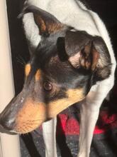 GRILLO, Hund, Bodeguero Andaluz-Mix in Spanien - Bild 3